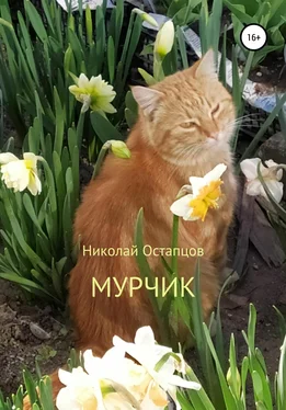 Николай Остапцов Мурчик обложка книги