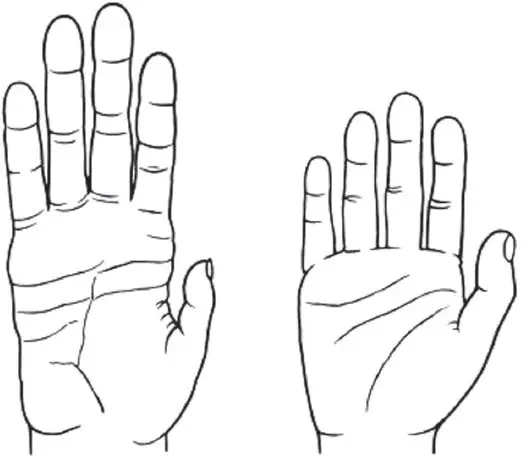 Figure 11Hand of an African ape and of a human Denise Morgan for the - фото 3
