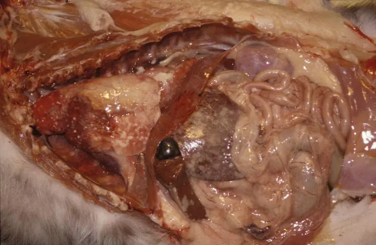 Figure 59Feline infectious peritonitis FIP virus feline coronavirus In - фото 19