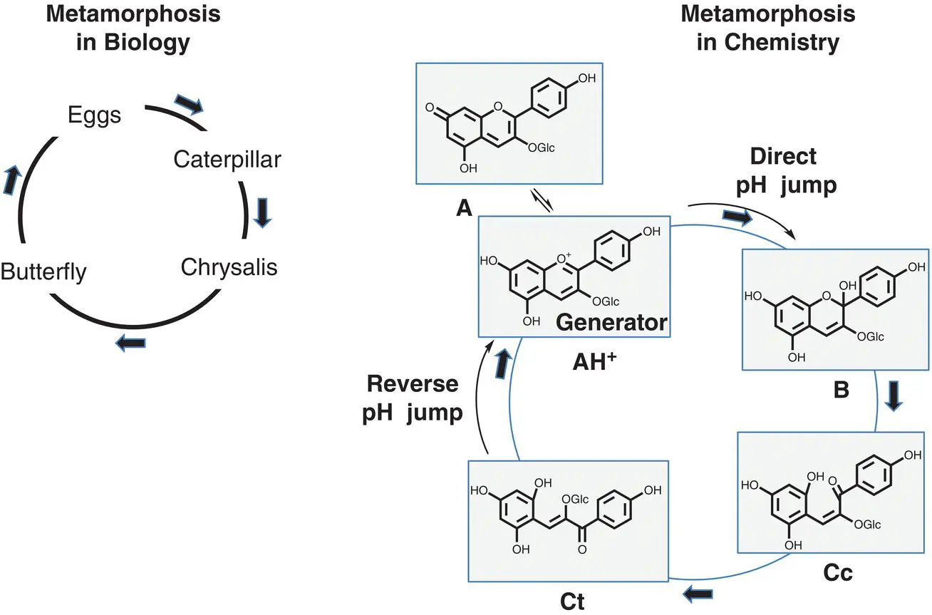 Scheme 11 The metamorphosis concept in biology and in chemistry applied to - фото 3