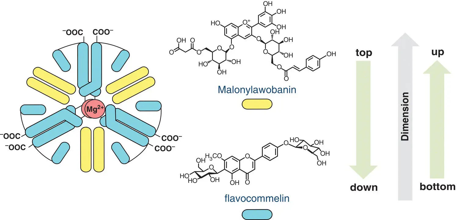 Figure 11 Sketch of the metalloanthocyanin responsible for the color in - фото 2