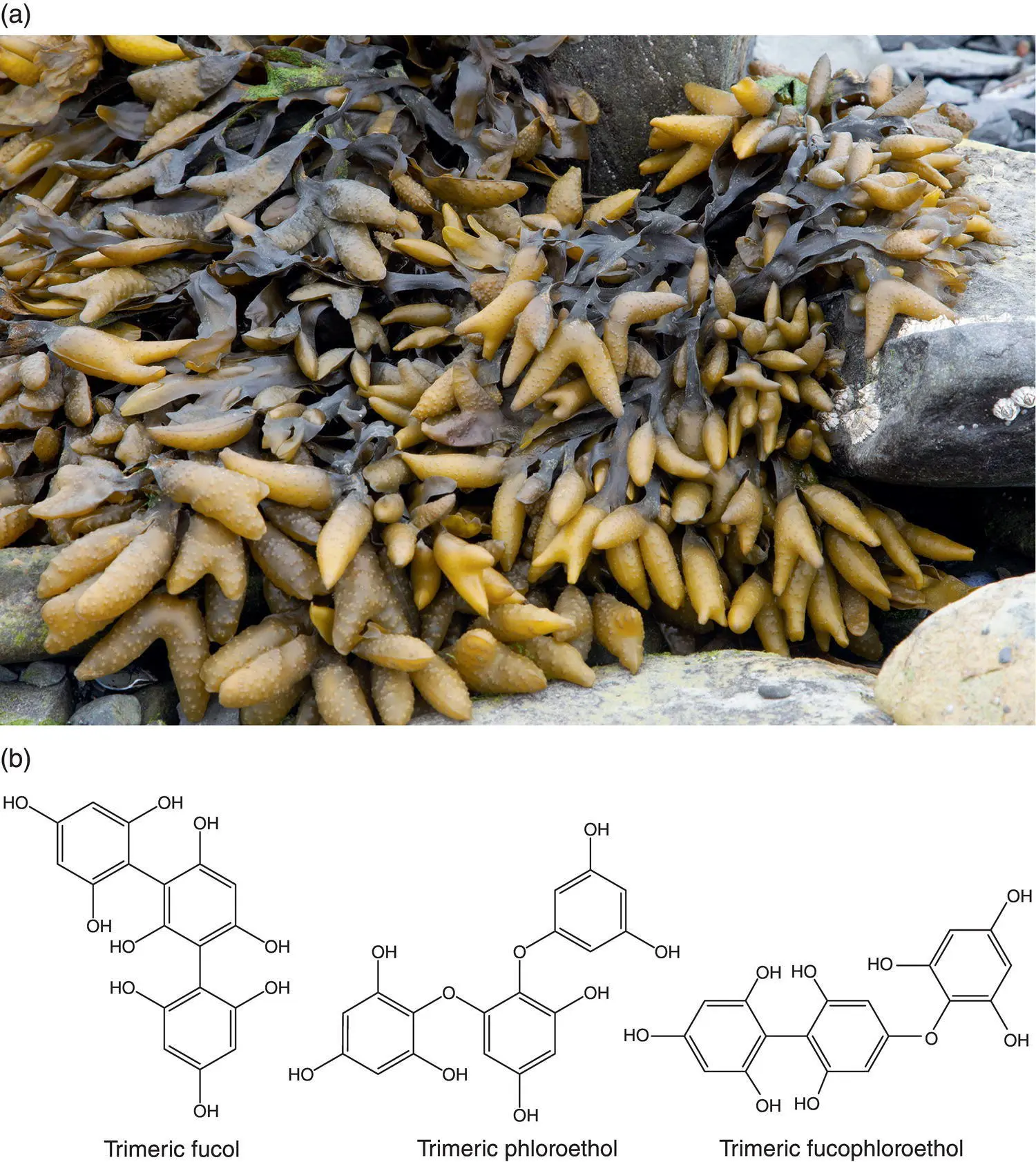 Figure 33 a Fucus distichus bladder wrack a traditionally used - фото 96