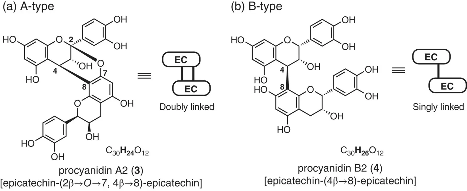 Figure 25 Mayers PA procyanidin A2 the terminological origin of ABtype - фото 68