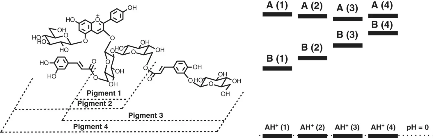 Scheme 19 Left The polyacylated anthocyanins Dangles et al 1993 Right - фото 55