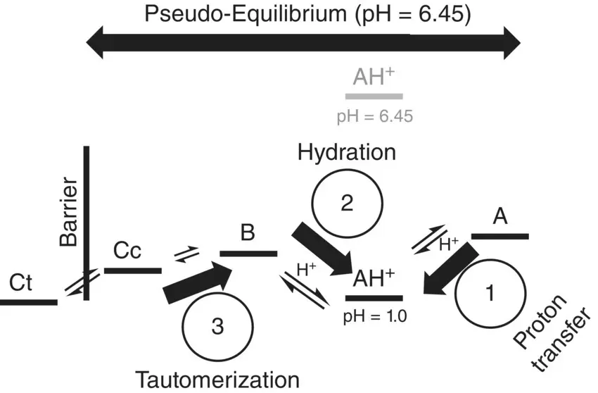 Scheme 14 Energy level diagram of the compound 4hydroxyflavylium and the - фото 34
