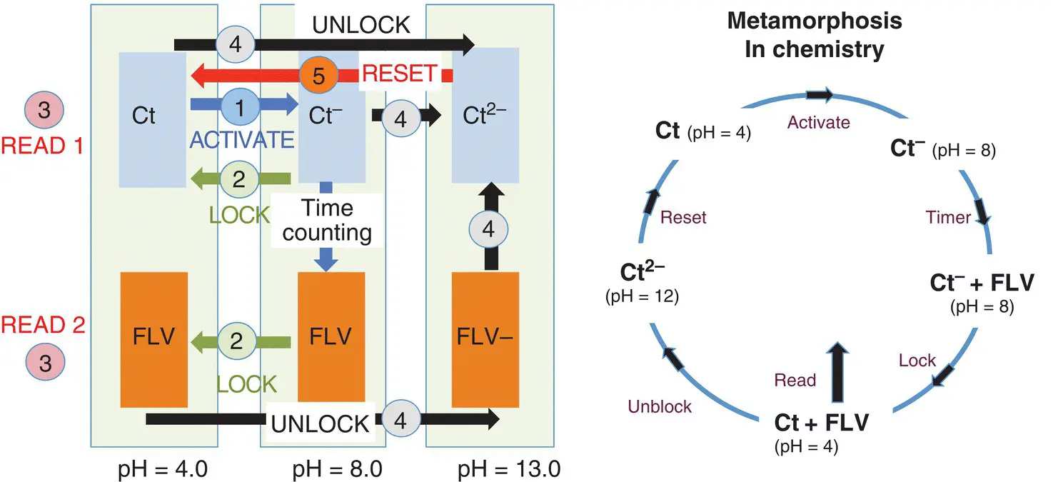 Scheme 112 Illustrating the concept of a timer with reset capacity through a - фото 59