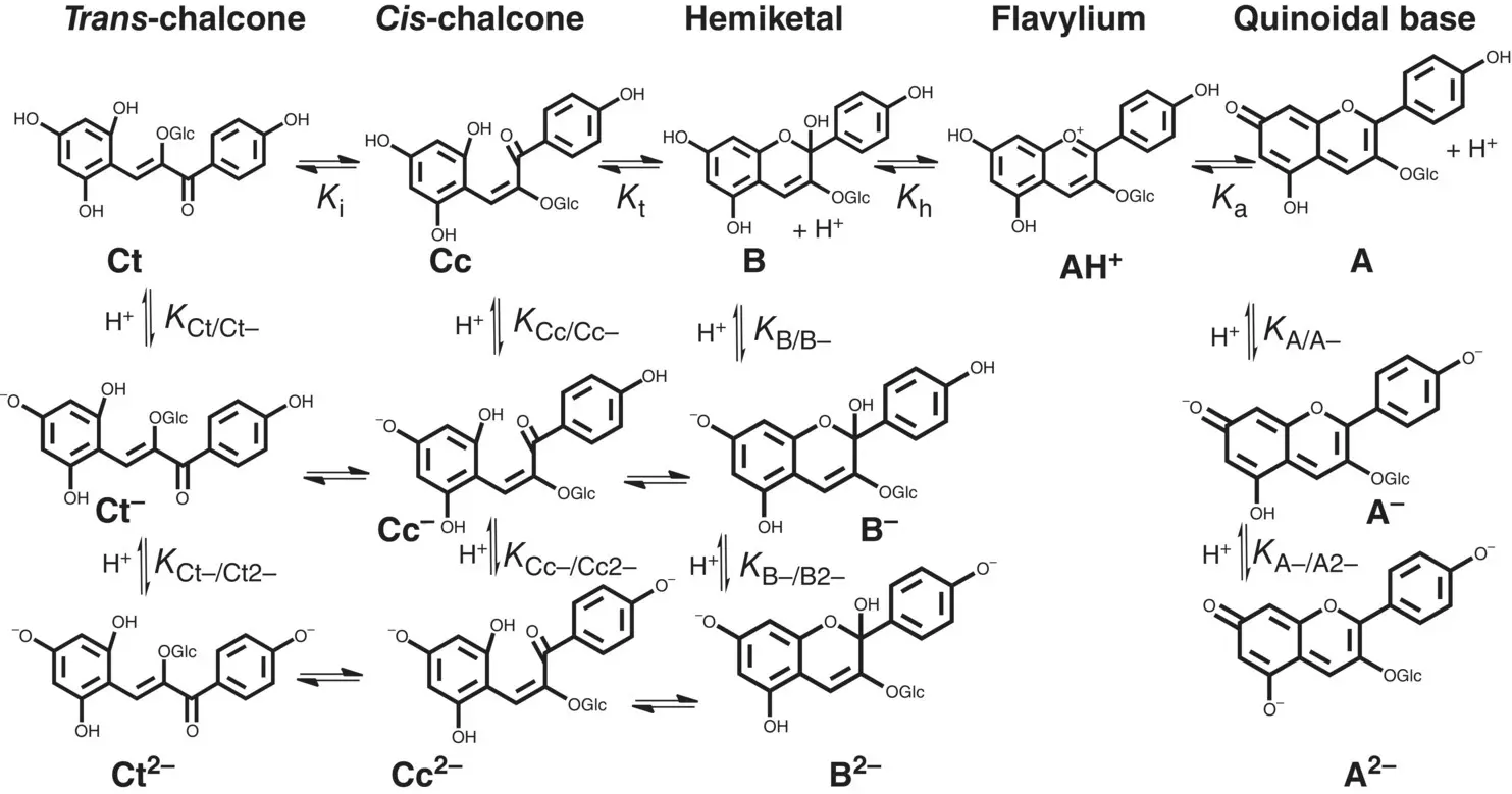 Scheme 13 Extension to the basic medium of Pelargonidin3glucoside Figure - фото 31