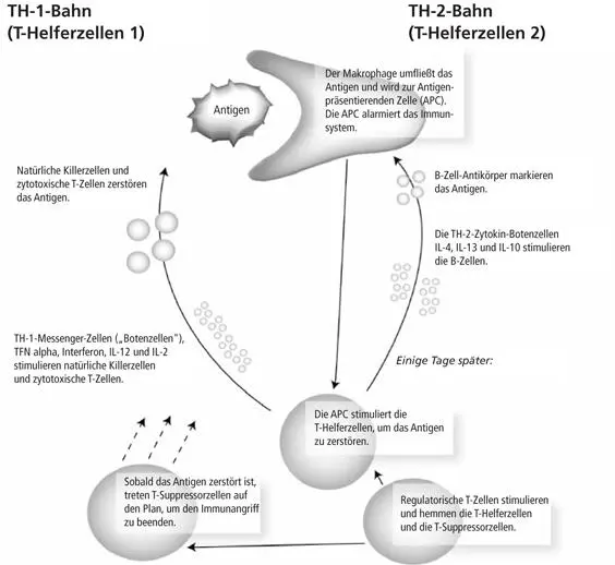 Die Abbildung zeigt die Funktion der TH1 und TH2Bahnen des Immunsystems in - фото 7
