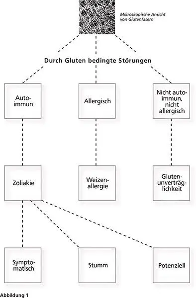 Wie löst Gluten eine Immunreaktion aus Nehmen wir an Sie essen zum Frühstück - фото 1