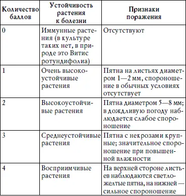 Таким образом кусты винограда которые поражены на 2 балла не требуют - фото 2
