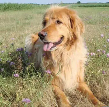 Der Hovawart ist ein intelligenter selbstbewusster Hund dessen Führung - фото 69