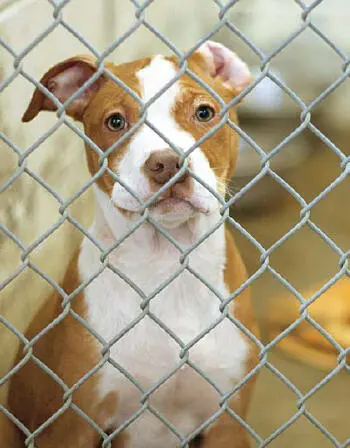 Tierheimmitarbeiter beraten Sie gerne ob der ausgewählte Hund zu Ihnen und - фото 77