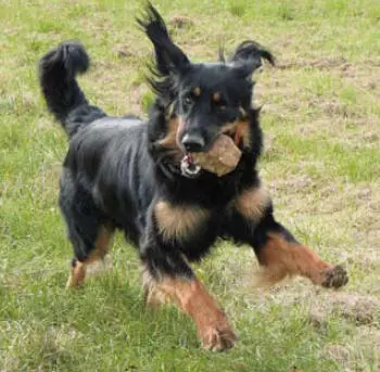 Der Hovawart ist ein intelligenter selbstbewusster Hund dessen Führung - фото 68