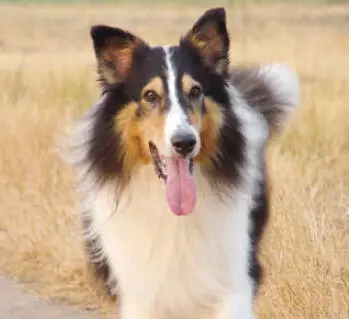 Collies gelten als aufgeschlossene und fröhliche aber auch sehr bellfreudige - фото 67
