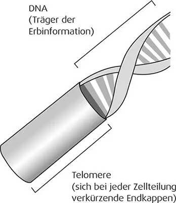 Die quasi überstehenden Endkappen Telomere sorgen dafür dass die komplette - фото 5