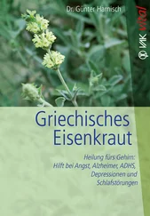 Gunter Harnisch - Griechisches Eisenkraut