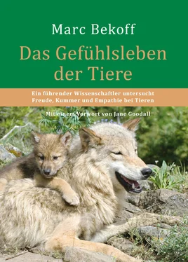 Marc Bekoff Das Gefühlsleben der Tiere обложка книги