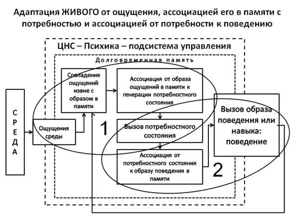 Рис 13 Адаптация Животного через потребность запускаемую от совпадения - фото 3