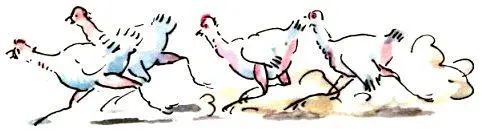 Цыплята у бабушки уже большие длинноногие бегут толкаются Ошалелые - фото 6