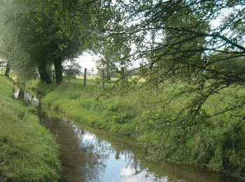 Hier kommt der Morio her Die Sümpfe des Kinderbachs an der Gasselstiege In - фото 13