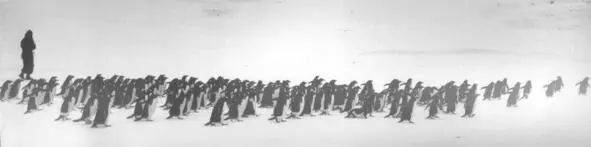 Июнь Пингвины часто совершают зимой переходы с атлантической стороны острова - фото 25
