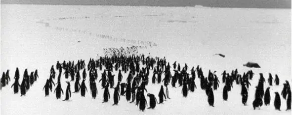 Тут же на сопках колонии образовывались пары Вот скандалят две дамы - фото 29