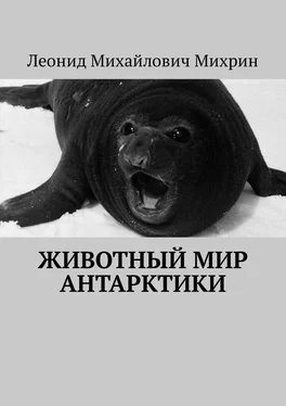 Леонид Михрин Животный мир Антарктики обложка книги