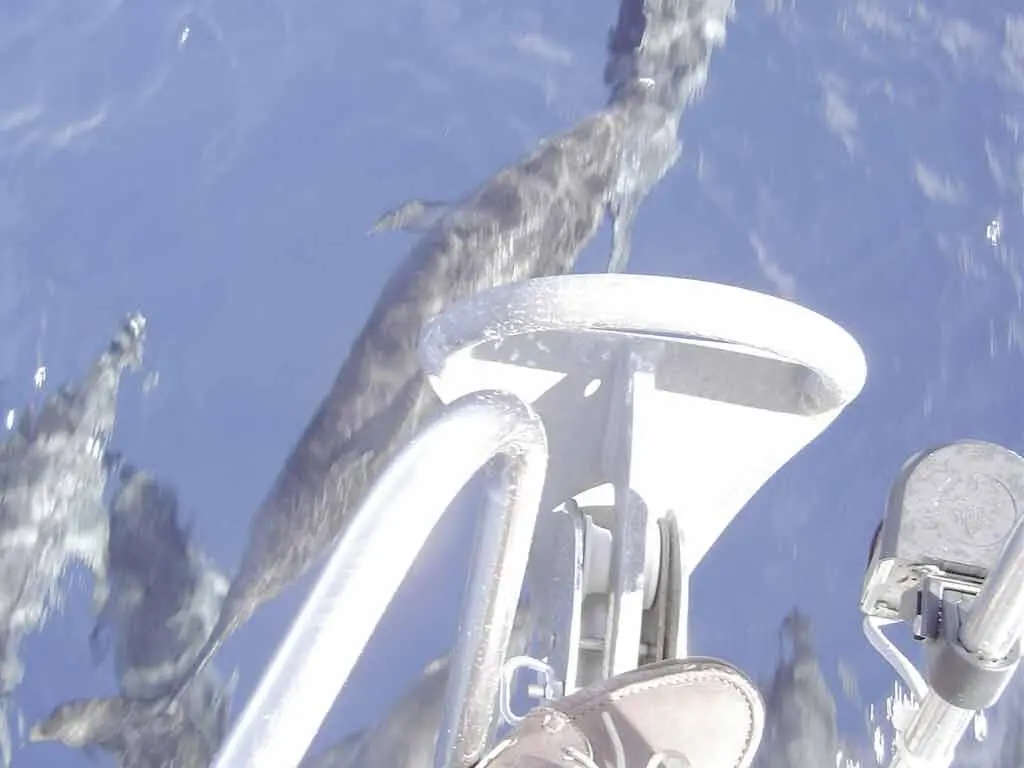 Delfine ums Boot Anton ohne Mast bei den Islas Cies Natürlich kehrte - фото 6