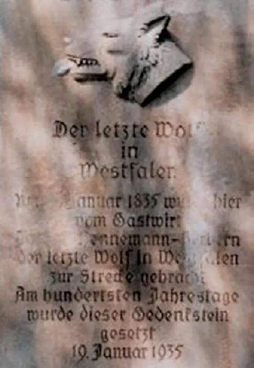 Gedenkstein für Westfalens letzten Wolf vorläufig jedenfalls denn Lupus ist - фото 5