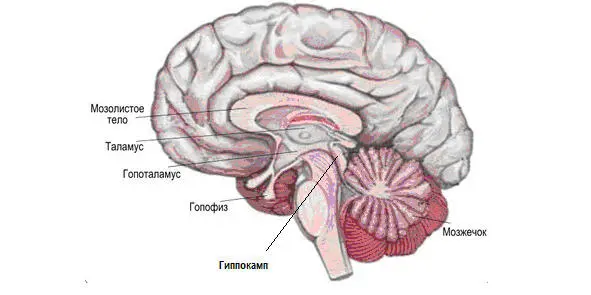 Рисунок 2 Эмоциональный мозг Гипоталамус hypothalamus или подбугорье - фото 2