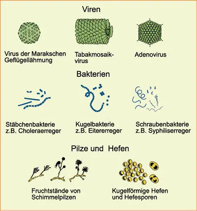 Darstellung und Zuordnung von MikroOrganismen Aufgequollene und rissige Haut - фото 326