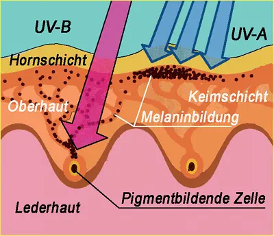 Bildung der Melaninpigmente durch UVStrahlen in der menschlichen Haut 63 - фото 259
