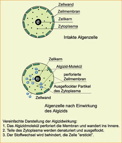 Wirkung von Algiziden auf die Algenzelle 78 Bekämpfungsarten Algenbekämpfung - фото 319