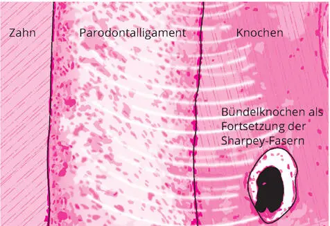 Abb 17Der Bündelknochen ist die Verankerung von Sehnen und Ligamenten in das - фото 16