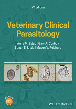 Anne M. Zajac Veterinary Clinical Parasitology обложка книги