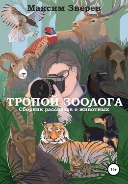 Максим Зверев Тропой зоолога обложка книги