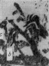 Рис 3 Такими фотографиями и рисунками С Леклерк иллюстрировала свои - фото 11