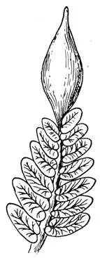 Рис 17 Часть листа семенного папоротника Neuropteris на верхушке крупное - фото 33
