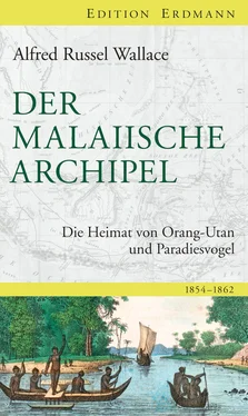 Alfred Wallace Der Malaiische Archipel обложка книги