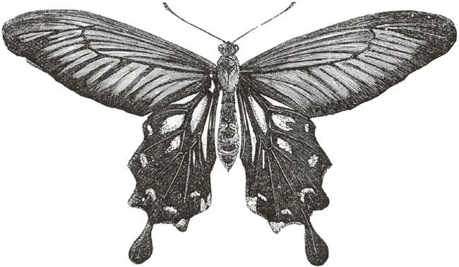 Papilio coön Robinson Aber die seltsamste Tatsache die mit diesen - фото 24