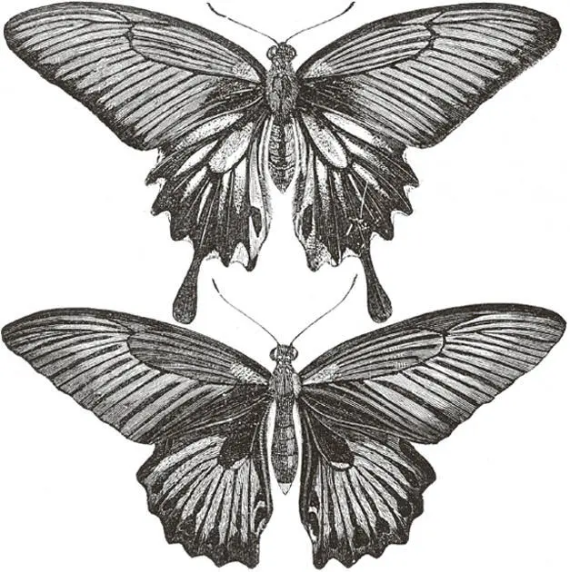 Verschiedene Weibchen von Papilio memnon Robinson Papilio coön Robinson - фото 23