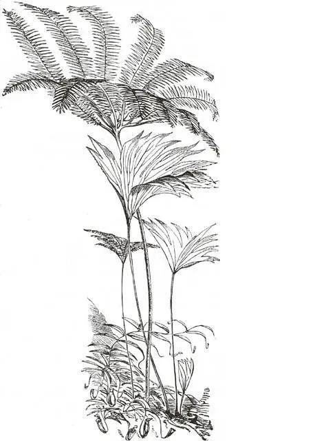 Seltene Farne auf dem Berg Ophir nach der Natur Fitsch Nachdem wir in den - фото 8