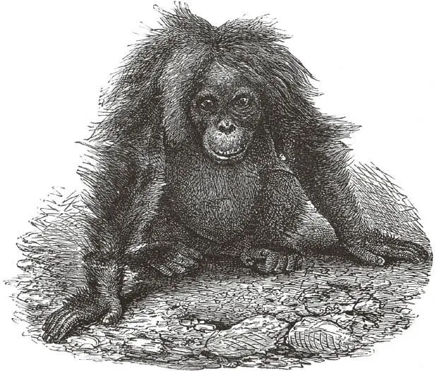 Weiblicher OrangUtan nach einer Photographie von Woodbury Wolf Vier Tage - фото 11