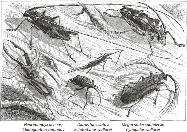 Bemerkenswerte Käfer am Simunjon Borneo Robinson Eines der seltsamsten und - фото 9