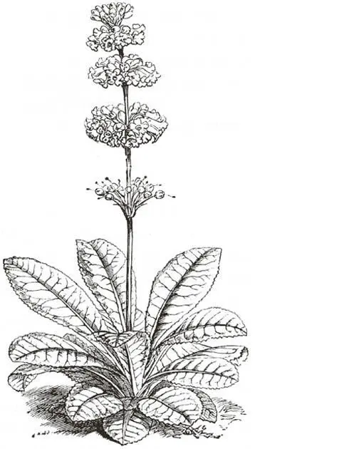 Primula imperialis nach der Natur Fitch Zu dieser Zeit als die Höhen von - фото 21