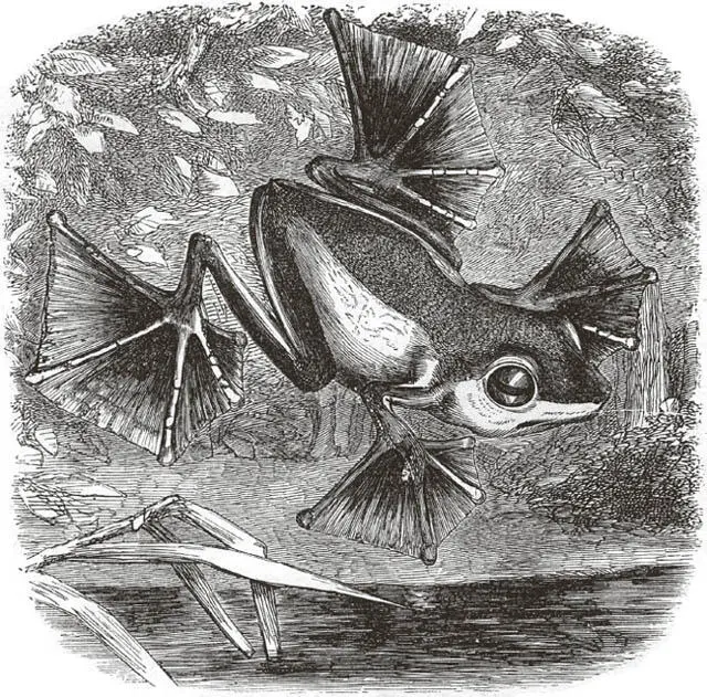 Fliegender Frosch nach einer Zeichnung des Autors Gerade eine Woche nach - фото 10