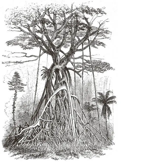 Polyalthea Seltsamer Waldbaum Baumfarn nach einer Skizze des Autors - фото 15