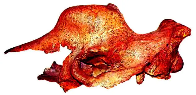 296 Эласмотерии Elasmotherium sibincum раннечетвертичные жители Европы Их - фото 335