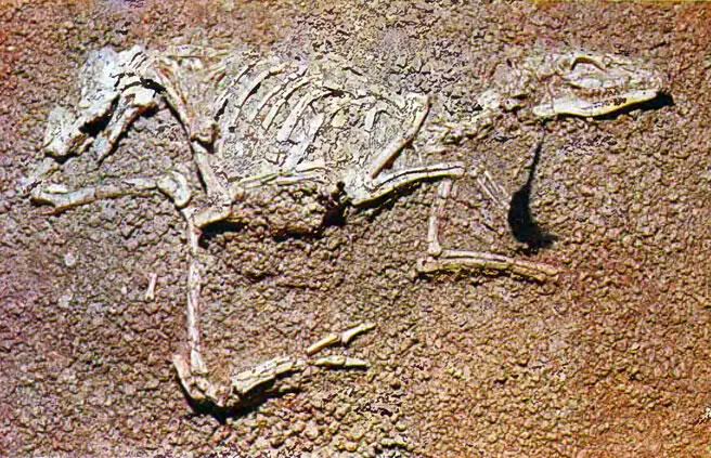 300 Наиболее разнообразная группа жвачных начиналась с мелких зверьков - фото 339