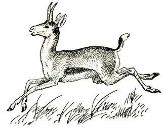303 Рогастый козерог трагоцер Tragocerus sp 304 Вот несколько - фото 342